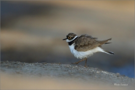 <p>KULÍK ŘÍČNÍ (Charadrius dubius) jižní Morava ---- /Little ringed plover - Flussregenpfeifer/</p>